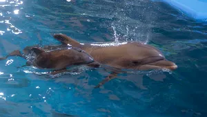 Cum ar putea fi monitorizaţi peştii şi alte specii marine? GPS-ul pentru oceane se află în dezvoltare 
