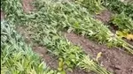 Bărbat din Olt, care a cultivat aproximativ canabis printre porumb și viță de vie, reținut
