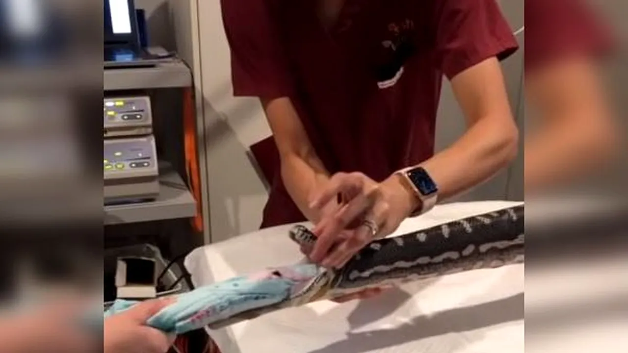 Operaţiune spectaculoasă de salvare a unui piton care înghiţise un prosop de plajă | FOTO, VIDEO