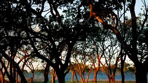 Trei sferturi dintre speciile de mamifere, pe cale de dispariţie