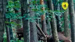 Imagini cu cerbi care îți taie respirația. Boncănitul, surprins într-o pădure din Suceava