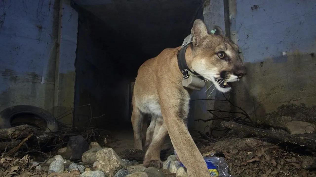 Sfârşit TRAGIC pentru puma care a reuşit să traverseze de zeci de ori autostrăzi aglomerate, devenind faimoasă pe internet | FOTO