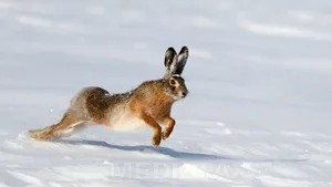 Restricţii la vănătoare pentru protejarea iepurelui-de-câmp, a cărui populaţie a scăzut - proiect