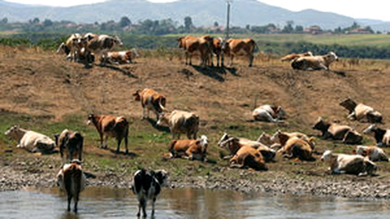Farmer Threatens To Bring 1,250 Cows To Govt HQ, In Protest To Romania’s Lack Of Support