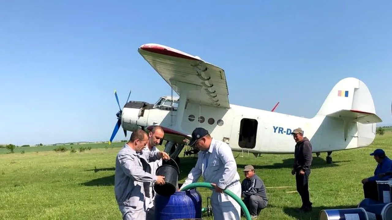 Medic: Înţepăturile insectei tigrul de platan nu au efecte negative asupra sănătăţii omului