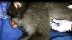 Grădina zoologică de la casa lui Nuţu Cămătaru. Ce animale au fost găsite la percheziţii