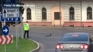 VIDEO Un poliţist din Oradea a oprit traficul pentru ca mai multe RĂŢUŞTE să treacă strada. Imaginile au devenit VIRAL