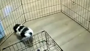 VIDEO „Prison Break”, variantă canină. Un pui de Shih Tzu inteligent evadează din ţarc