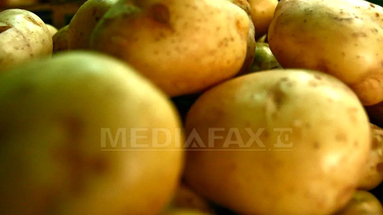 Tabără: La cartofi nu este surplus de producţie. Este chiar ceea ce aşteptam de mai mult timp