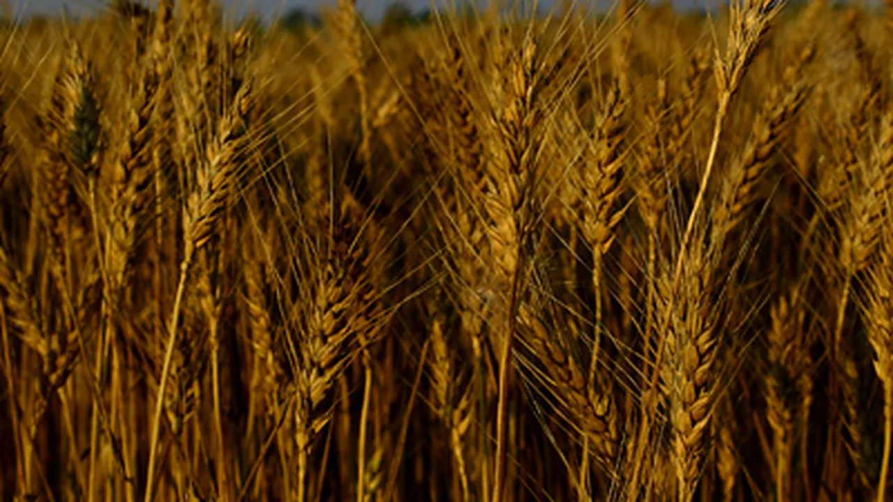 Producţia de cereale a României ar putea creşte cu peste 90%, în 2008