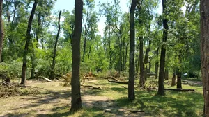 FOTO | Pădurea Ceala din Arad, DEVASTATĂ de furtună: Mii de copaci au fost doborâţi