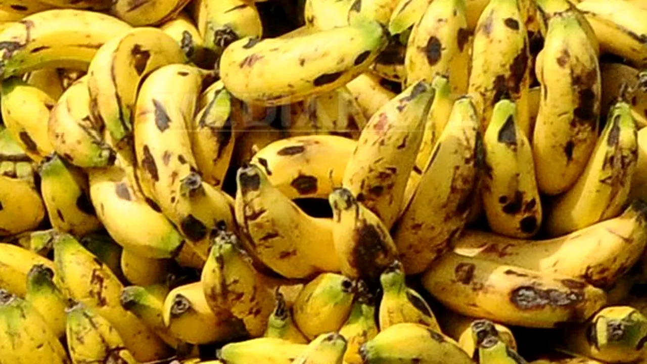Un spray care previne putrezirea bananelor, dezvoltat de cercetători