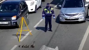 VIDEO. O familie de raţe a blocat traficul într-un oraş din Rusia