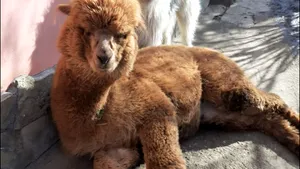 Lamele şi alpacalele ne pot salva de coronavirus. Anticorpii lamei Winter au neutralizat virusul, susţin epidemilogii belgieni