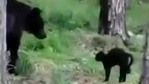 VIDEO Siberia: Final neaşteptat după întâlnirea dintre un urs şi o pisică