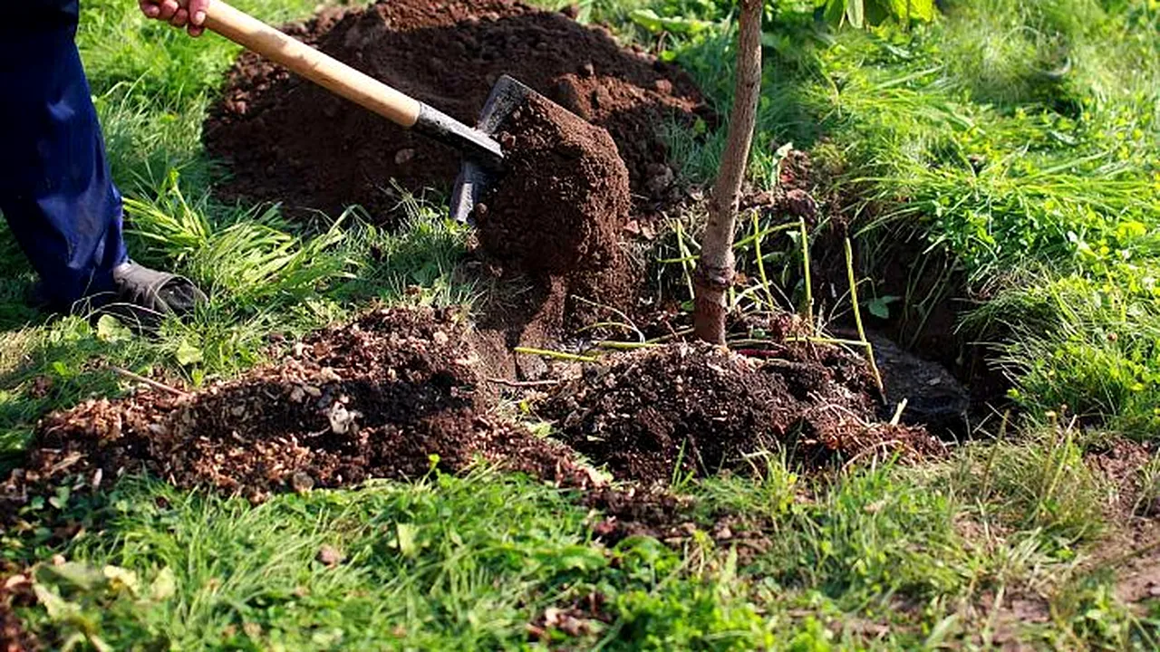 Romsilva plantează circa 3,5 milioane de puieţi forestieri în campania de împăduriri de toamnă