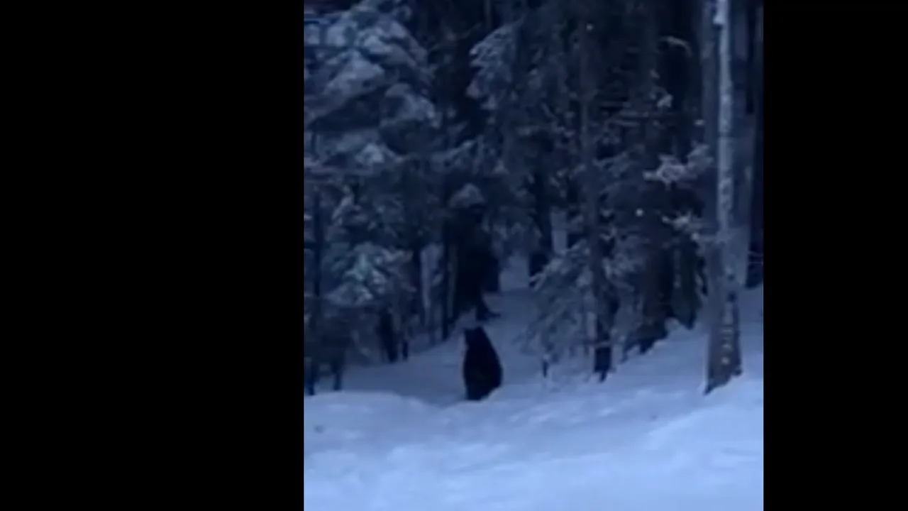 Un urs a fost tranchilizat după ce a ajuns pe pârtie la Predeal. Decizia luată de autorităţi în privinţa animalului | VIDEO