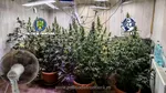 Patru persoane au fost reținute pentru trafic de droguri. Polițiștii au găsit peste 90 de plante de canabis