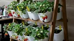 Cum să-ți faci o grădină de legume acasă: pași simpli, costuri mici și greșeli de evitat