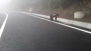 Urs lovit de o maşină, pe DN 11, în Covasna. Animalul a fost tranchilizat şi dus la Rezervaţia Zărneşti