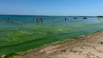 Au apărut algele pe litoralul românesc. Cum intervin echipajele de la Apele Române