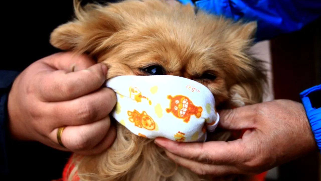Avertismentul autorităţilor din Hong Kong i-a întristat pe iubitorii de animale. Măsura adoptată după ce un câine a fost depistat cu virusul 2019-nCoV