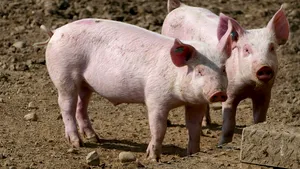 Reuşită uimitoare a oamenilor de ştiinţă. Au readus la viaţă creierul unui porc mort | VIDEO