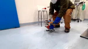 Pinguinii răniți, echipați cu veste pentru a le proteja rănile în procesul de vindecare. Cum anume funcționează