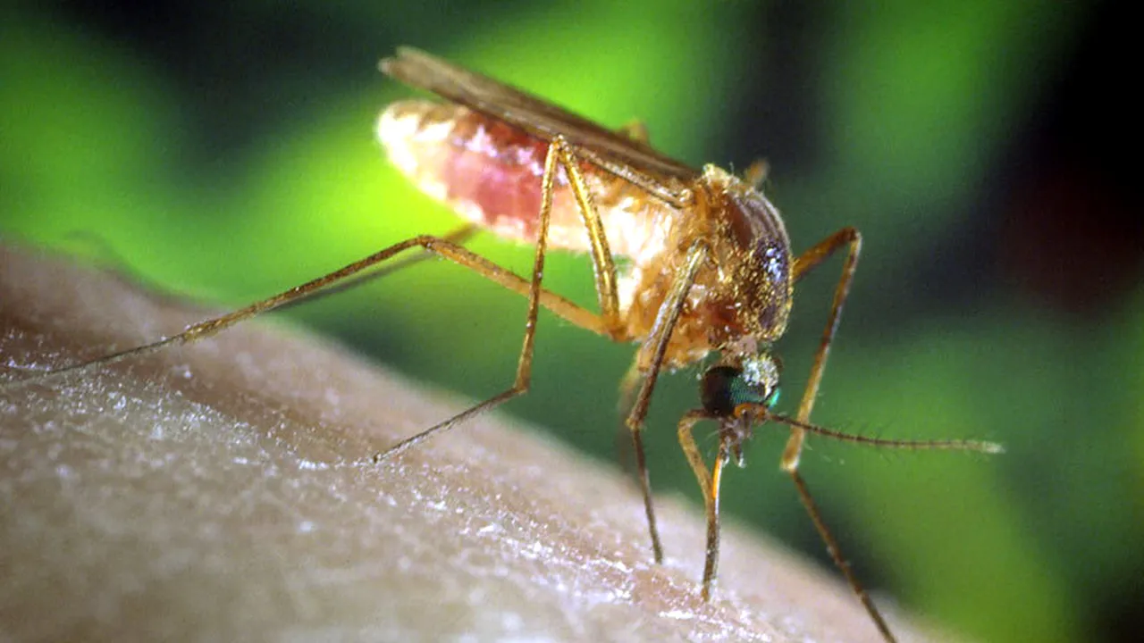 Ministerul Sănătăţii: Şase persoane diagnosticate cu virusul West Nile au murit până acum 