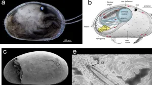 Spermatozoizi vechi de 17 milioane de ani, descoperiţi în Australia