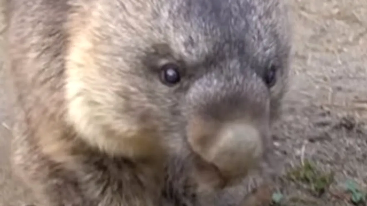 Cel mai vârstnic urs marsupial în captivitate trăieşte în Japonia VIDEO