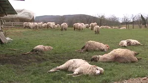 Zeci de oi, ucise de lupi la o stână din judeţul Arad