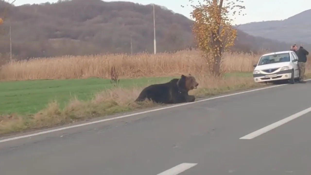 VIDEO. Ursul care a agonizat o zi pe un drum din Harghita a fost împuşcat de vânători. Ministrul Mediului: E inuman. Nimic în lege nu i-a împiedicat să intervină
