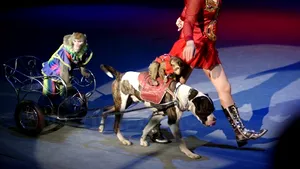 Festivalul Internaţional de Arta Circului, între 20 septembrie şi 2 octombrie, la Bucureşti