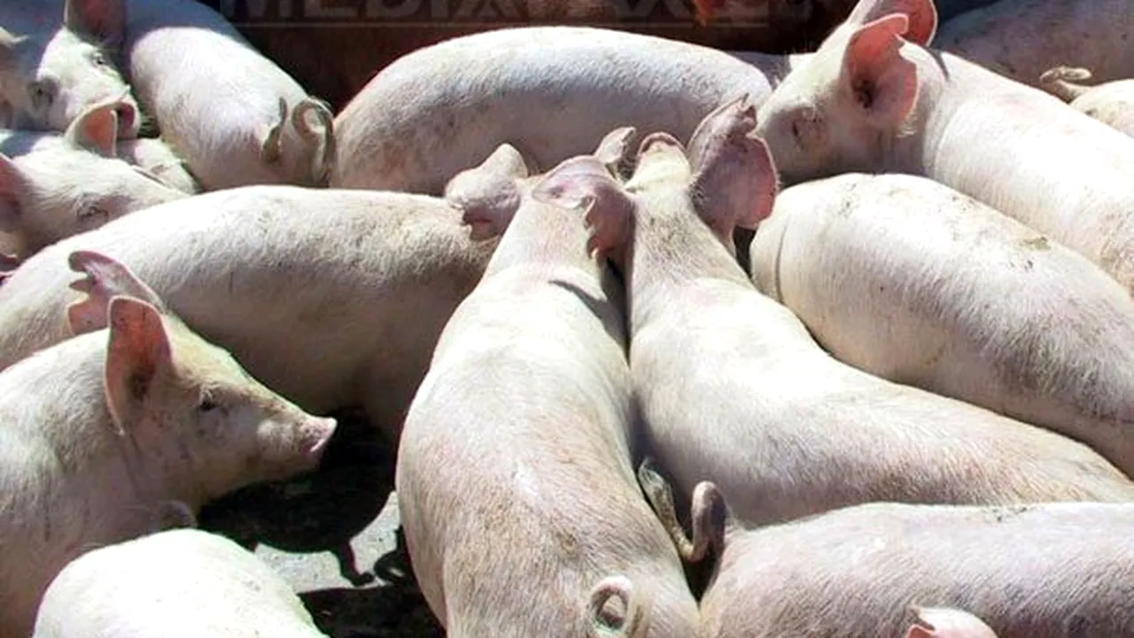Criză în ţara unde se află jumătate din numărul de porci de pe planetă. Măsuri disperate pentru a raţionaliza consumul
