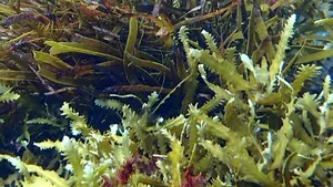 VIDEO Cea mai mare plantă din lume a fost descoperită în largul coastelor australiene. S-a răspândit pe parcursul a 4.500 de ani