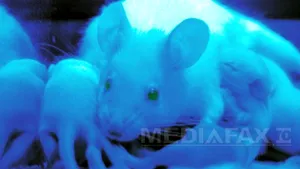 Alzheimerul ar putea fi încetinit prin blocarea unei molecule, arată un nou studiu