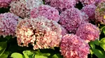 Greșeli care pot compromite grădina: plante ale căror flori ofilite nu terbuie îndepărtate