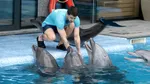 Delfinii dispar din Marea Neagră pe fondul războiului din Ucraina. Ecosistemul, tot mai afectat, avertizează cercetătorii