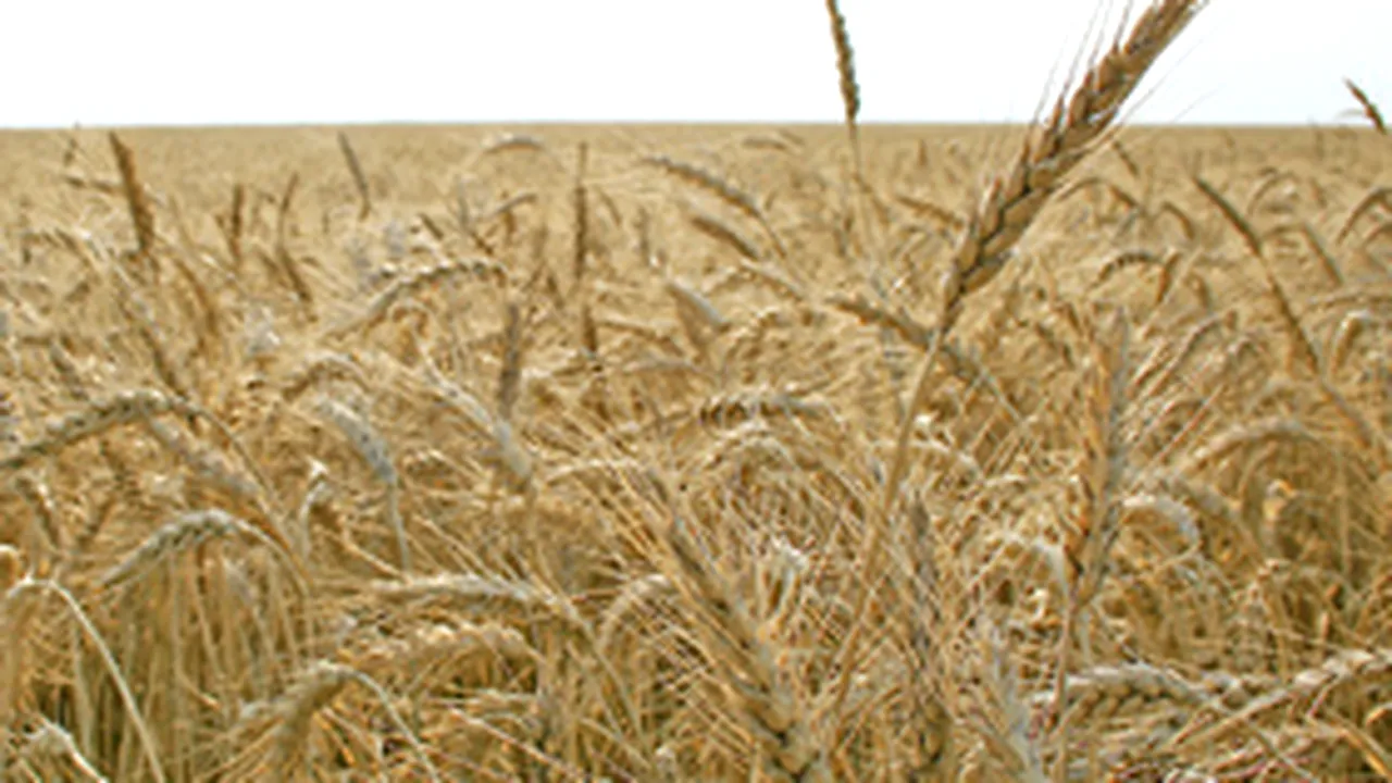 Fermierii din sudul Ucrainei au început să recolteze cerealele. Invazia rusă afectează agricultura
