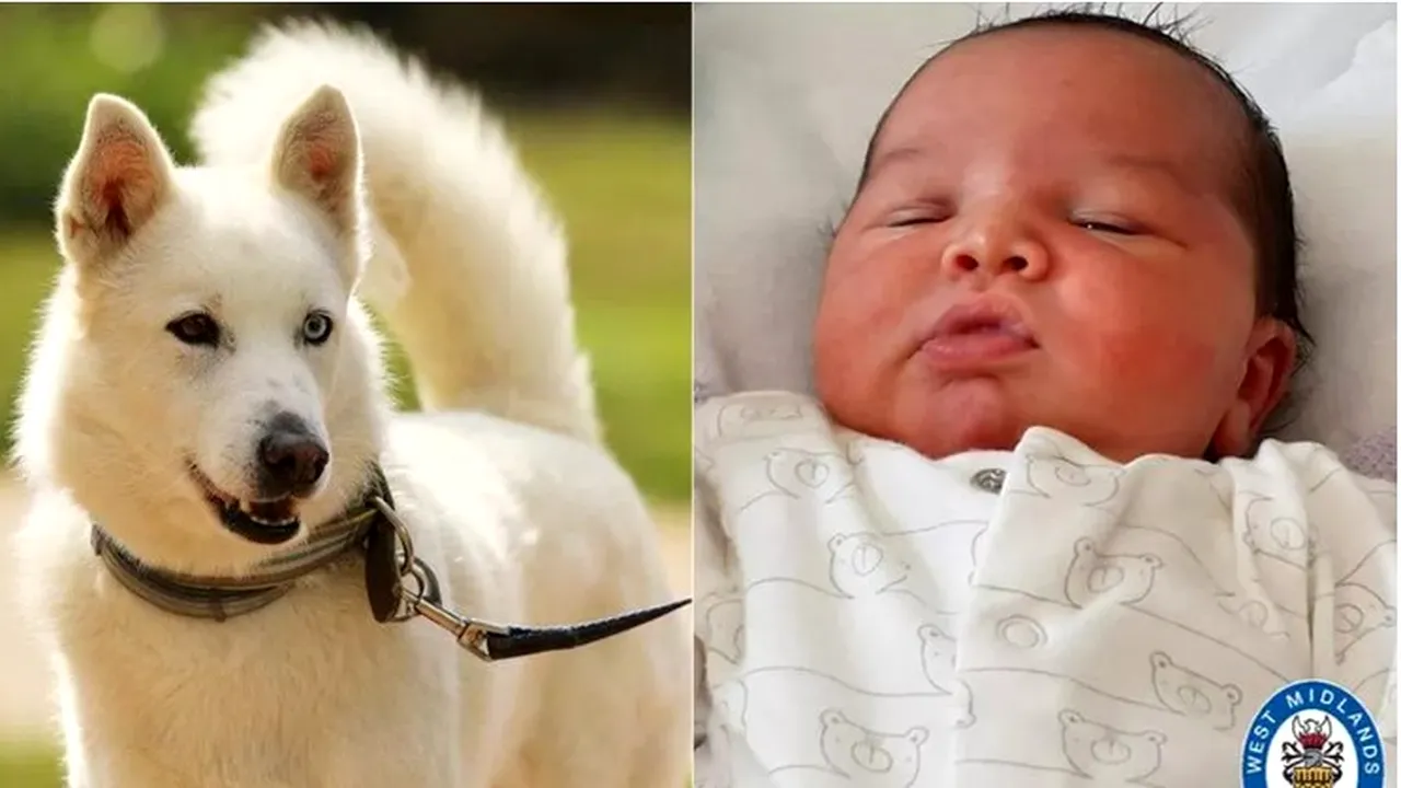 Viaţa unui bebeluş abandonat într-un tufiş, salvată de un Husky