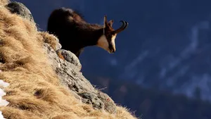 Romania National Retezat Park, Among New 7 Wonders Of The World Contenders