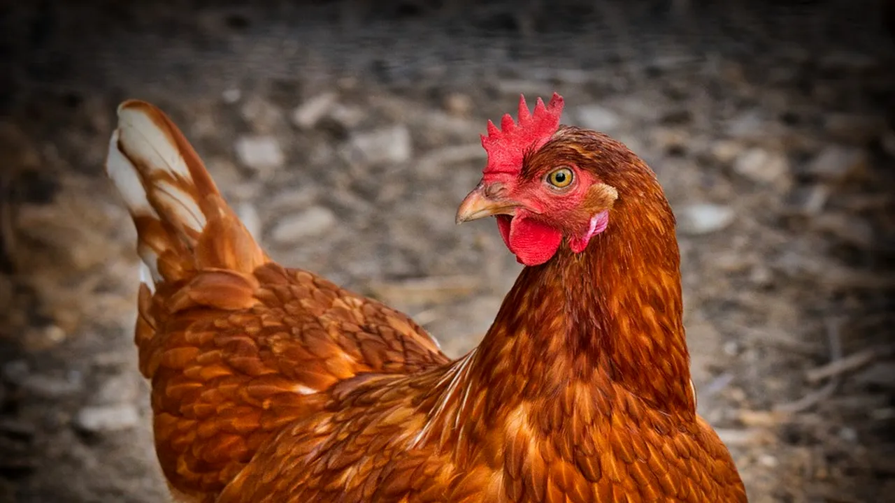 BIZARERII din lumea animală: Găinile dintr-o fermă s-ar fi 