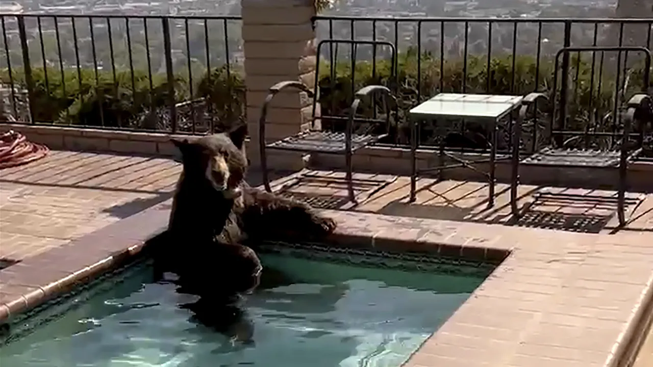 Val de căldură în California: un urs a fost surprins făcând baie într-o piscină