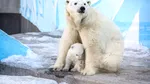 Premieră în Europa. Un urs polar a fost depistat cu gripă aviară