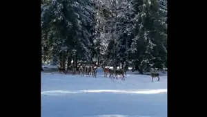 VIDEO Imagini de sezon în Suceava. Mai multe ciute au fost filmate într-o pădure acoperită cu zăpadă