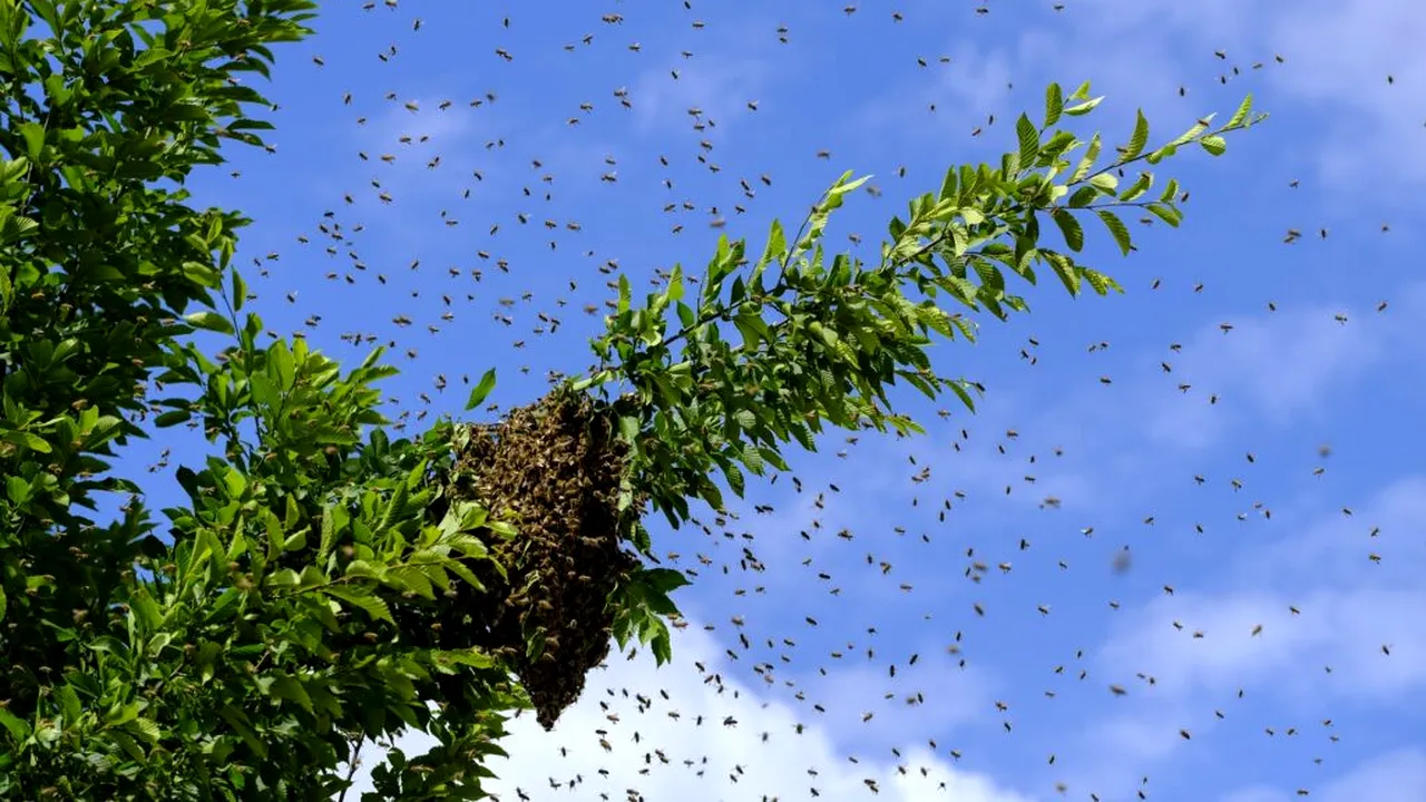 Roiuri formate din zeci de mii de albine au invadat un centru comercial din Israel