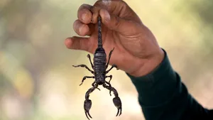 Înţepat de un scorpion când se încălţa, un copil a murit după 7 atacuri de cord
