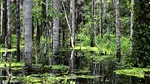 Un ecosistem vital din Amazon nu mai absoarbe carbon. Ce spun cercetătorii