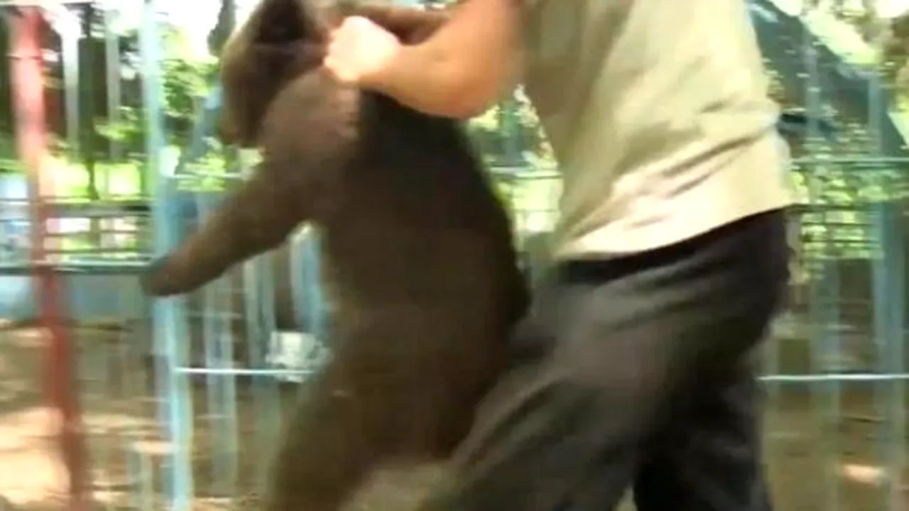 Moment emoţionant: Un pui de urs, răpit cu brutalitate de lângă mama lui - VIDEO